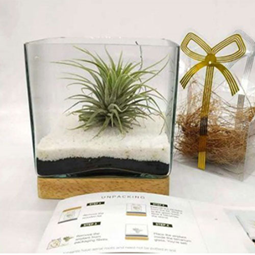 Airplant Terrarium - Corporate Gifting | BrandSTIK