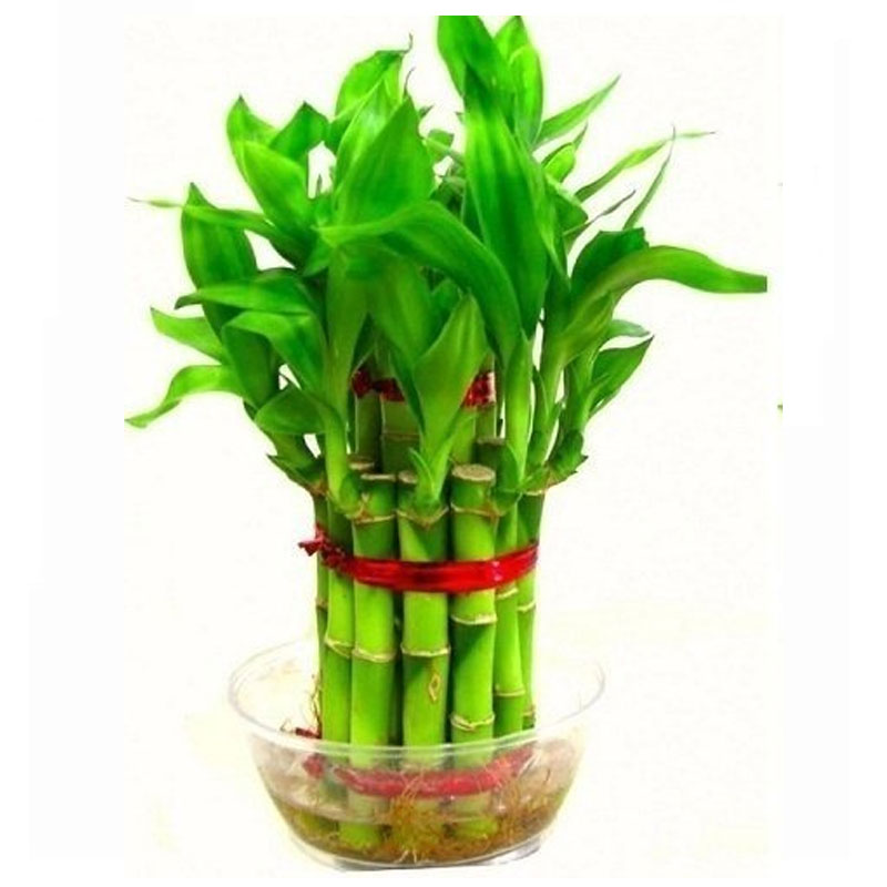 Lucky Bamboo 2 Layer Plant