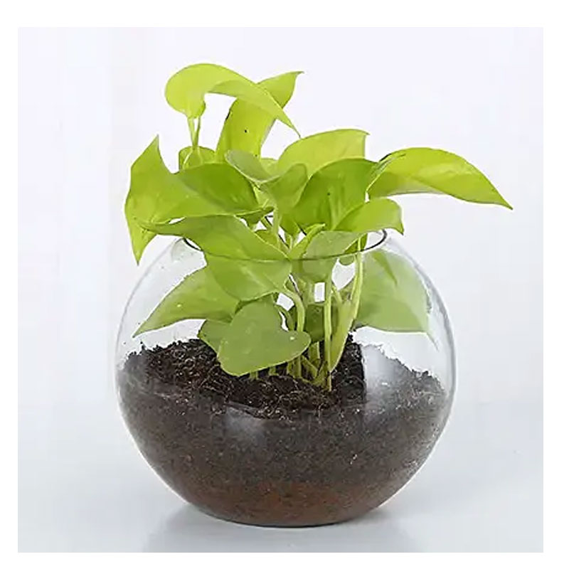 Money Plant Terrarium