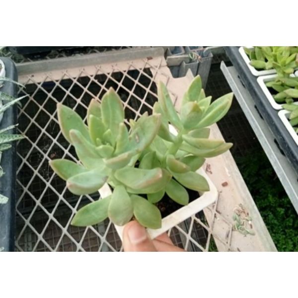 Sedum nussbaumerianum green Succulent Plant
