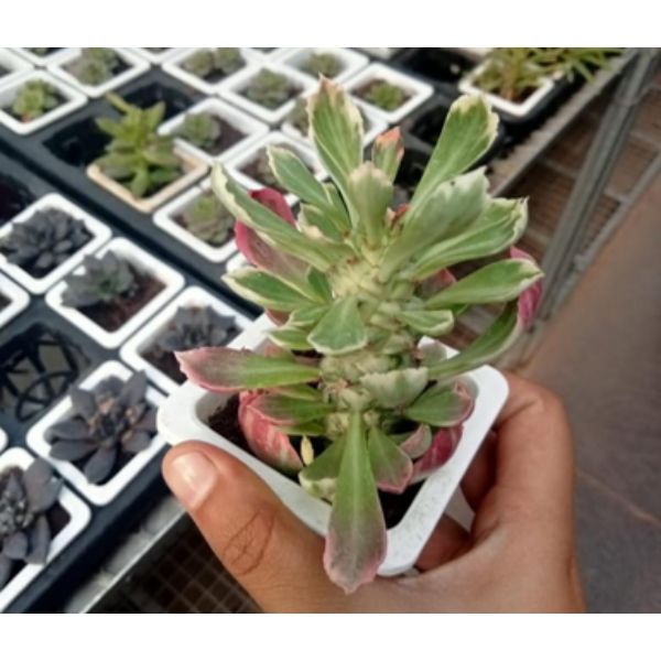 Euphoria succulent green Plant