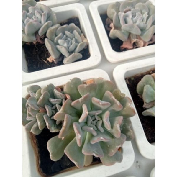 Echeveria runyonii topsy turvy Succulent Plant