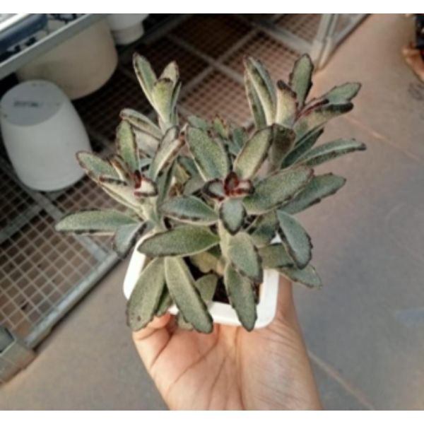 Kalanchoe tomentosa nigra Succulent Plant 