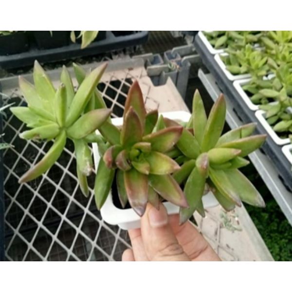 Sedum adolphii firestorm Succulent Plant 