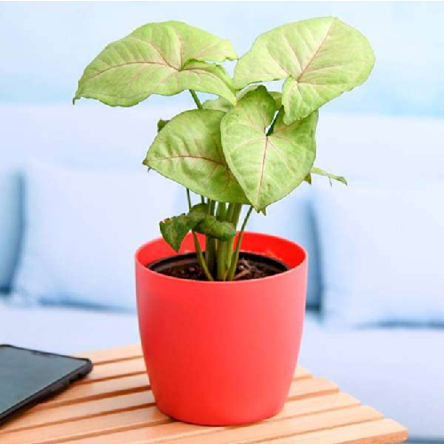 Syngonium Plant -  Grower Pot 