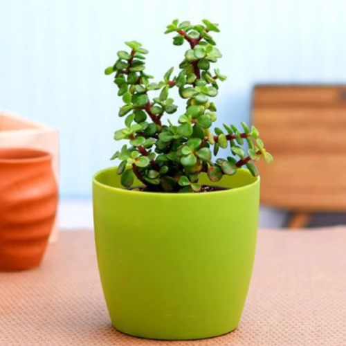 Jade Plant -Grower Pot 