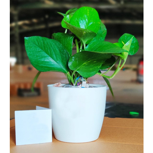 Money plant with logo sticker