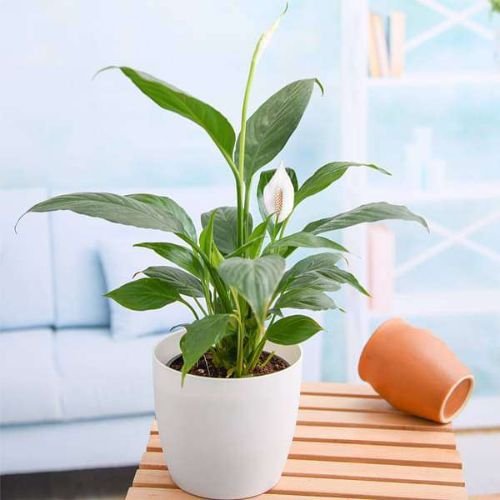 Peace Lily Plant with Ceramic Pot